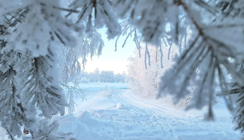 Talvinen maisema Piippolasta. Etualalla lumisia havunoksia kehystämässä kuvaa. Taustalla sinisävyinen pakkaskuva hiihtoladusta.
